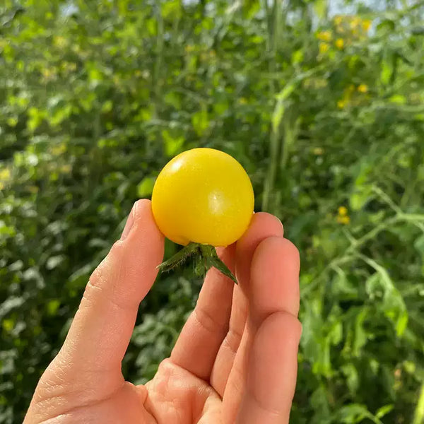 Patio Choice Yellow Hybrid Cherry Tomato Seeds