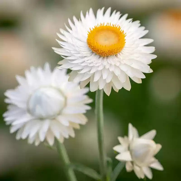 White Strawflower Seeds