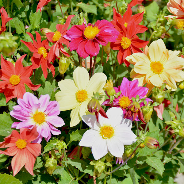 Bishop's Children Dahlia Seeds