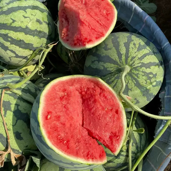 Triple Crown Hybrid Seedless Watermelon Seeds