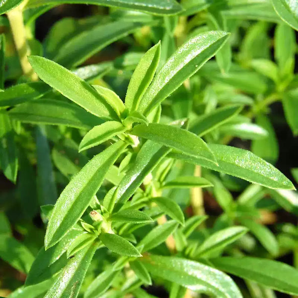 Mountain Mint Herb Seed