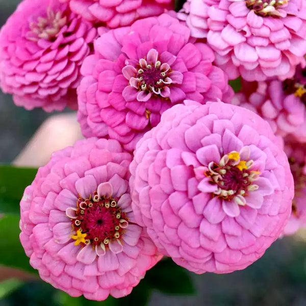 Hybrid Pink Zinnia Seeds