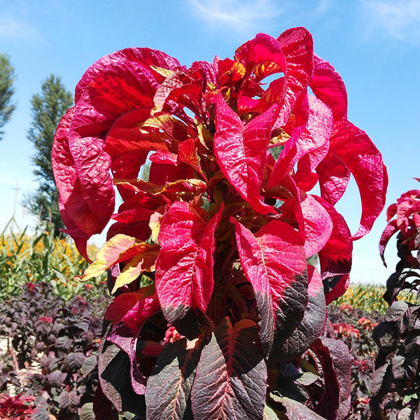 Molten Fire Amaranthus Seeds