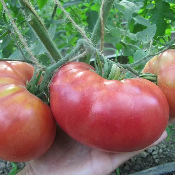 Pink Delicious Tomato Seeds