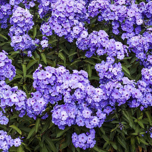 Phlox 'Eye Shadow' Seed