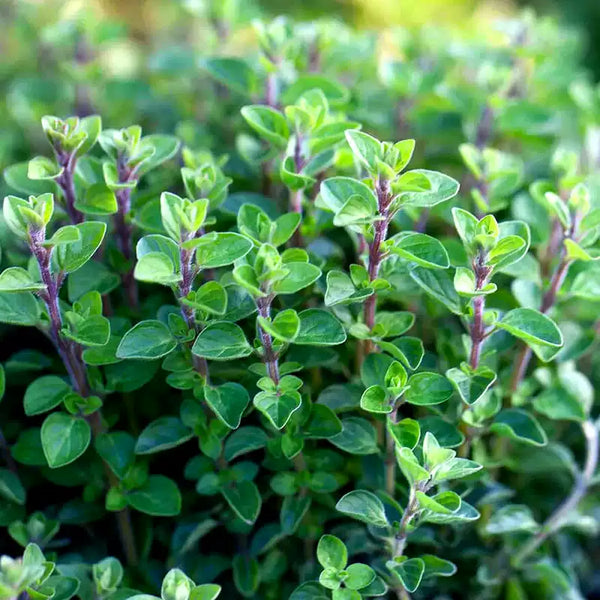 Zaatar Organic Sweet Marjoram Seeds