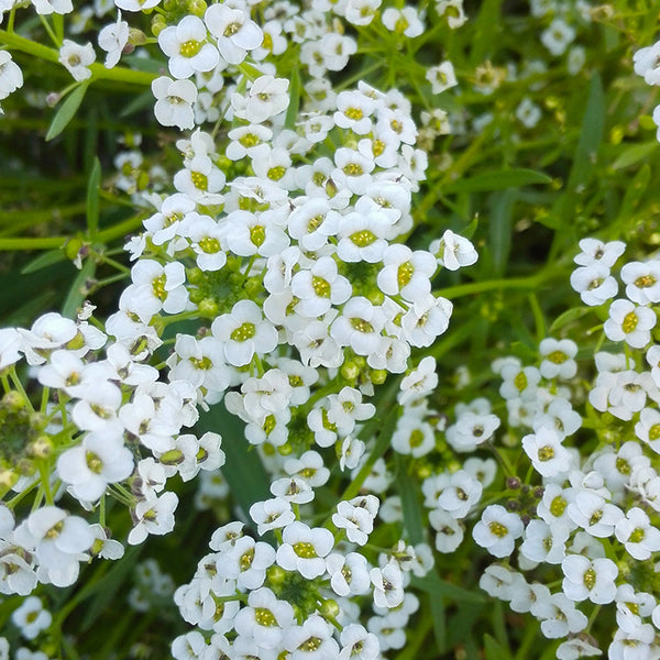 White Sweet Alyssum Seeds