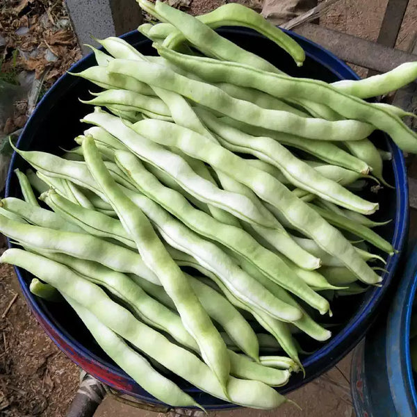 Kentucky Blue Garden Bean Seeds