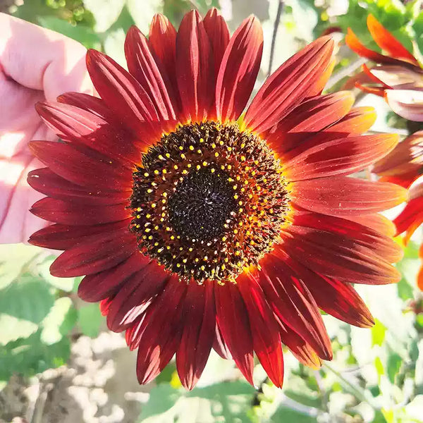 'Midnight Rouge' Sunflower Seeds