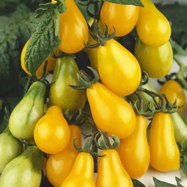 Yellow Pear Organic Tomato Seeds