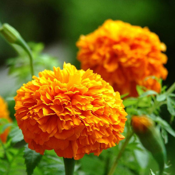 Whopper Orange Marigold Seeds