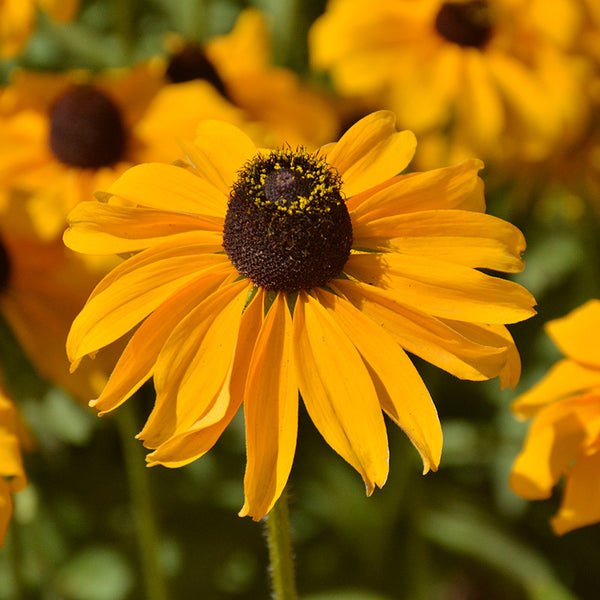 'American Gold Rush' Rudbeckia Seeds