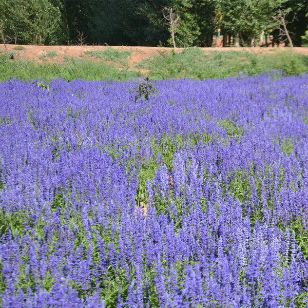 Blue Queen Salvia Seeds