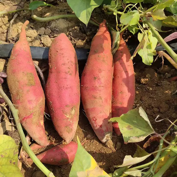 'Beauregard' Sweet Potato