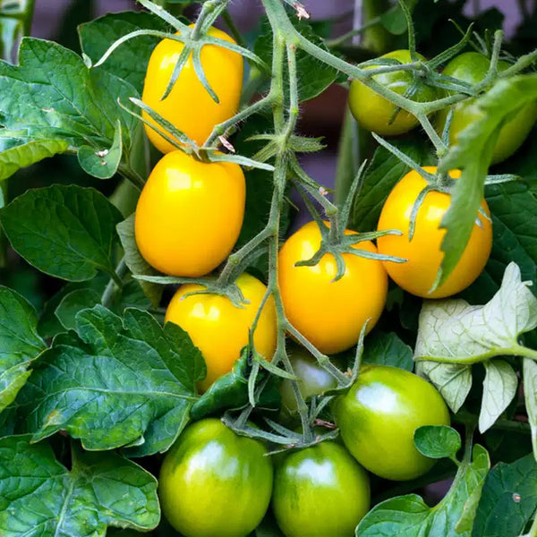 Honeybee Hybrid Cherry Tomato Seeds