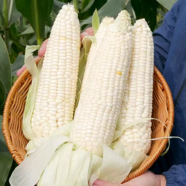 White Corn Seeds