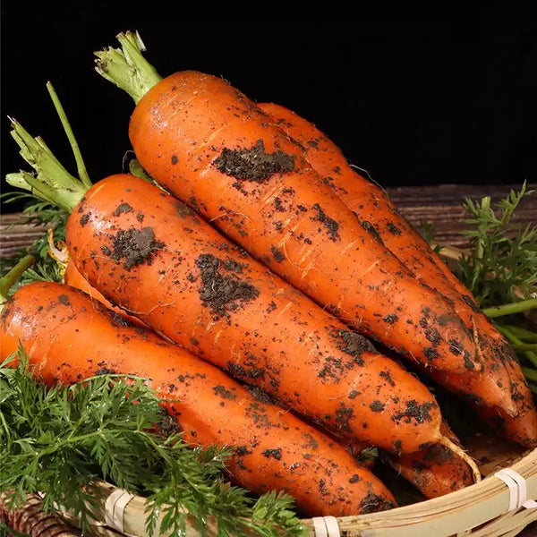 Scarlet Nantes Carrot Seeds