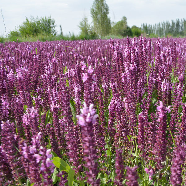 Salvia 'East Friesland' Ornamental Sage Seeds