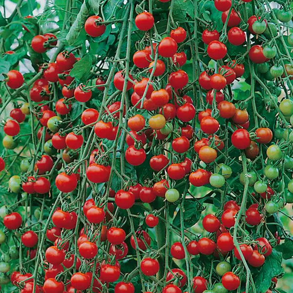 Supersweet 100 Hybrid Cherry Tomato Seeds