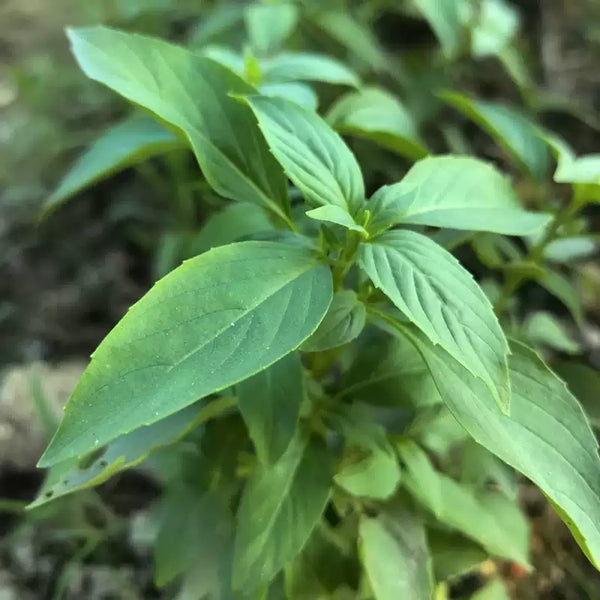 Nufar Hybrid Basil Seeds