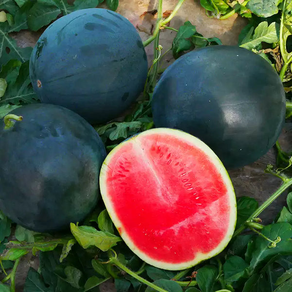 Harvest Moon Hybrid Seedless Watermelon Seeds