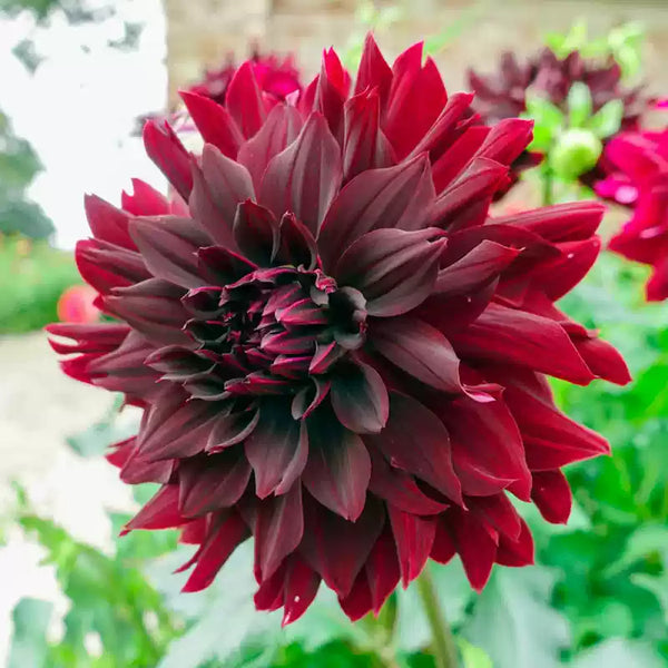 Dahlia Black Touch Fimbriata (Decorative x Semi Cactus) Dahlia Bulb