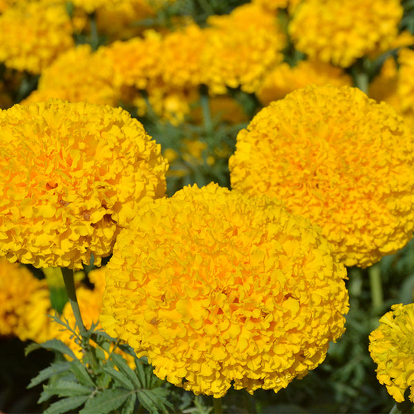 Big Duck Gold F1 Marigold Seeds