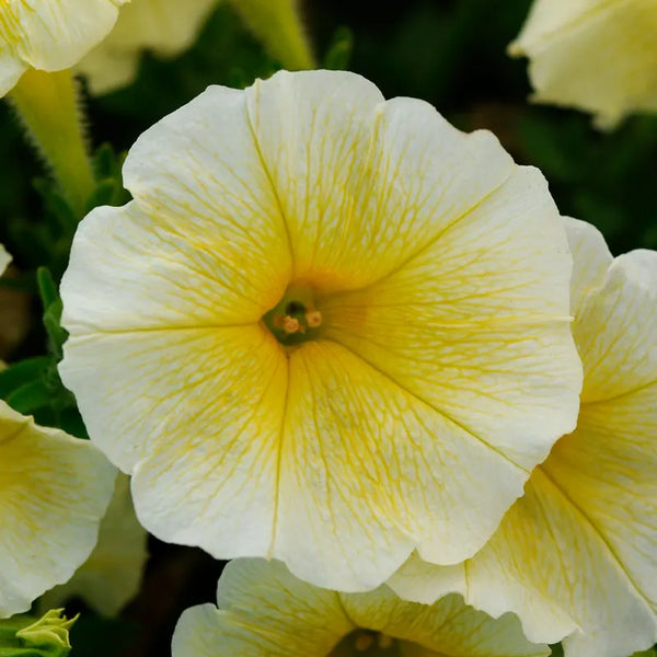 E3 Easy Yellow Petunia Seeds