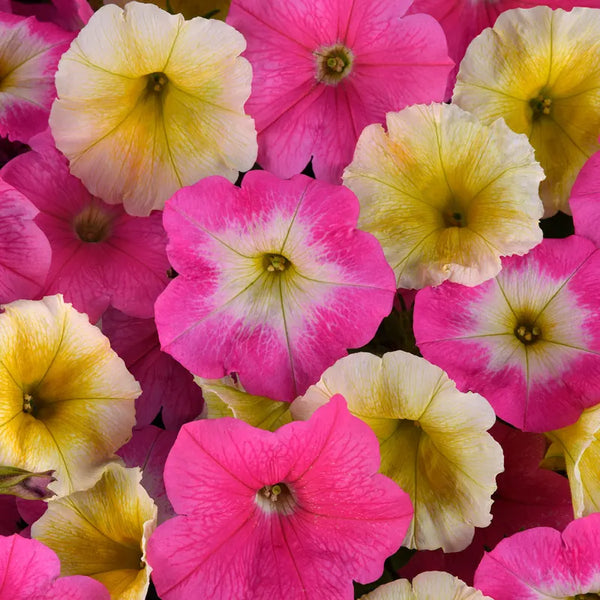 E3 Easy Sweet Taffy Mix Petunia Seeds