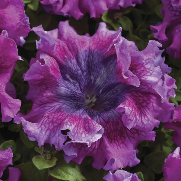 Superbissima Dark Purple Petunia Seeds