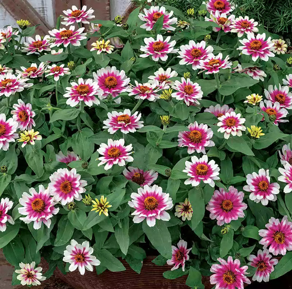 Starlight Rose Zinnia Seeds