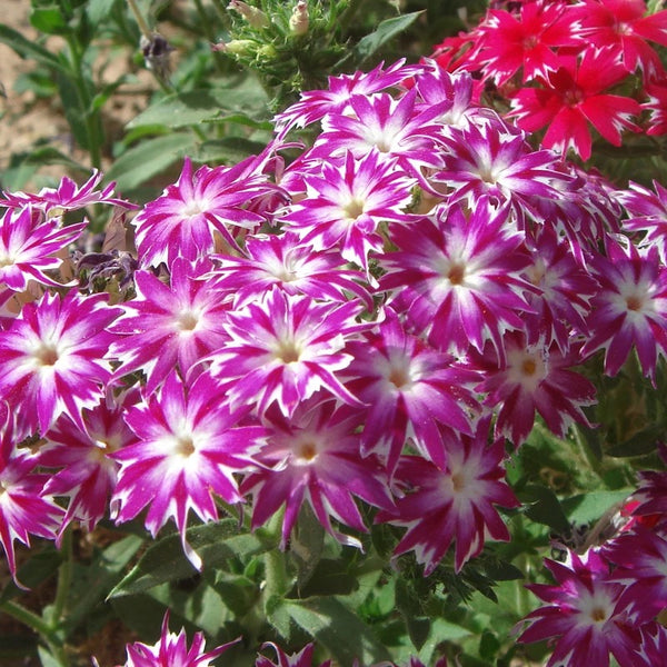 Pink Phlox Seeds