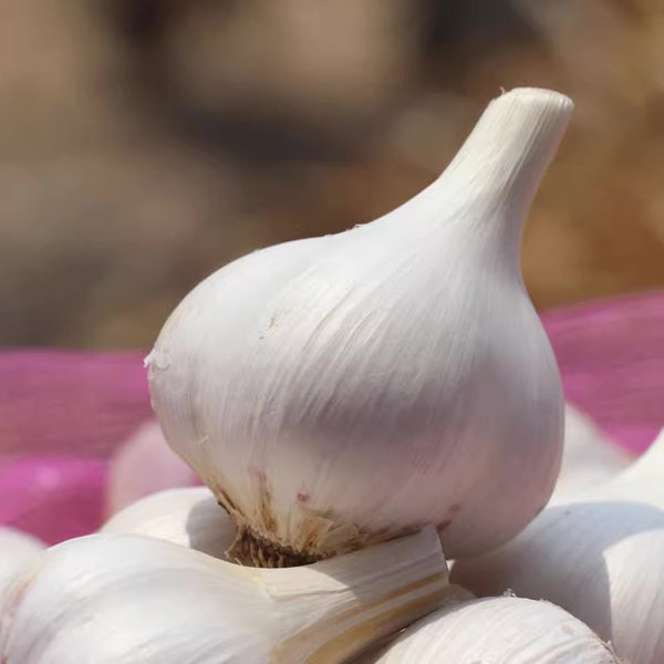 Elephant Garlic Bulb