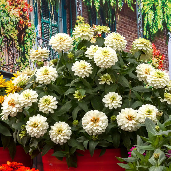 White Zinnia Seeds