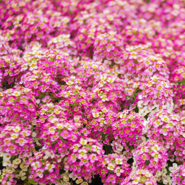 Easter Bonnet Deep Pink Sweet Alyssum Seeds