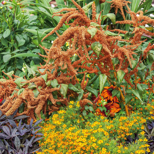 'Autumn's Touch' Amaranthus Seeds