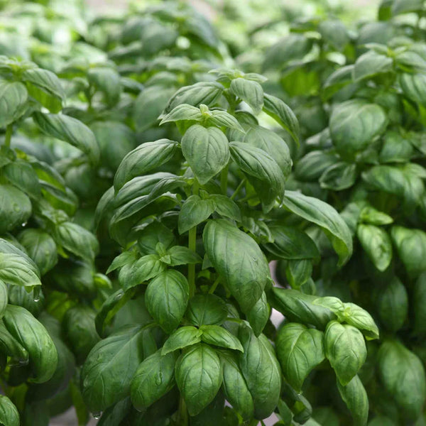 Everleaf Emerald Towers Basil Seeds