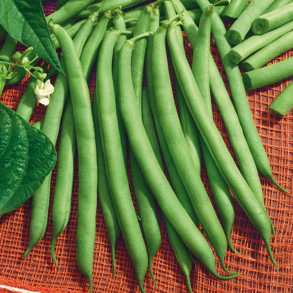 Mascotte Garden Bean Seeds