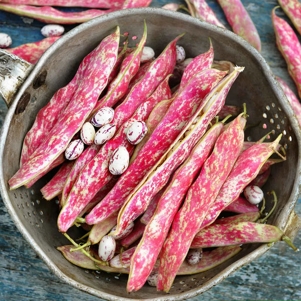 Bush Borlotto Bean Seeds