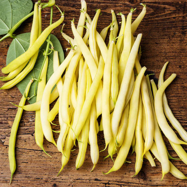 Rocdor Garden Bean Seeds