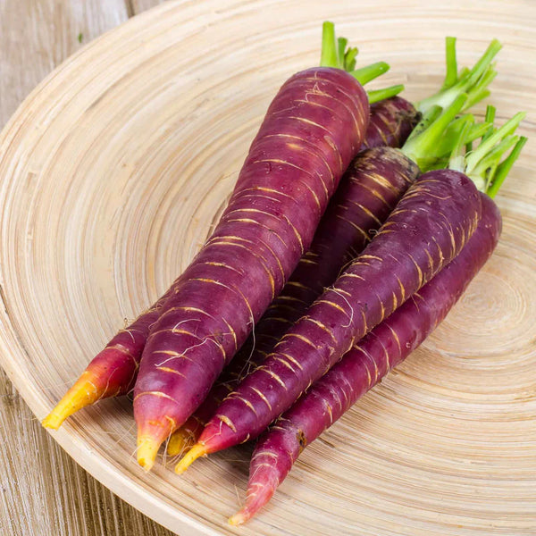 Heirloom Dragon Purple Carrot Seeds