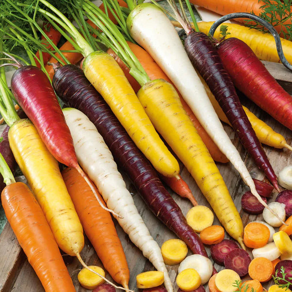 Rainbow Blend Carrot Seeds