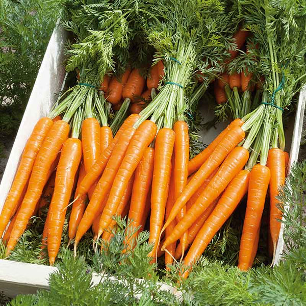 Berlin Hybrid Carrot Seeds