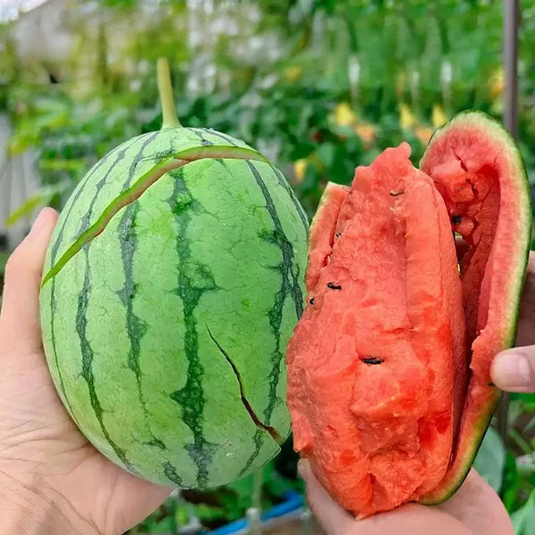 Mini Love Hybrid Watermelon Seeds