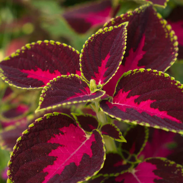 Chocolate Covered Cherry Coleus Seeds