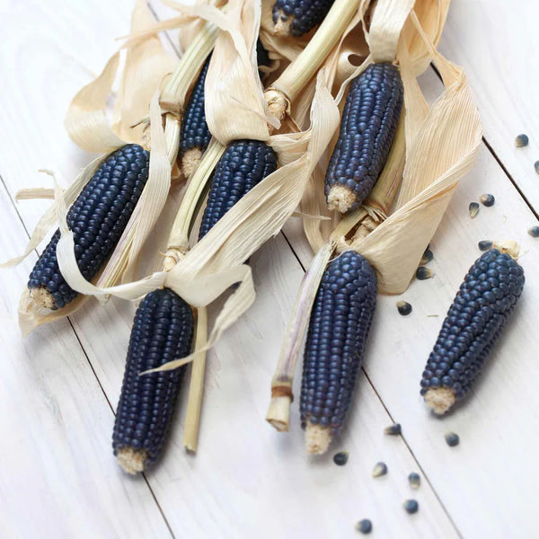 Blue Hopi Corn Seeds