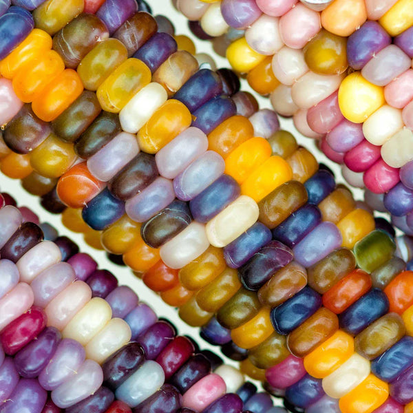 Glass Gem Corn Seeds