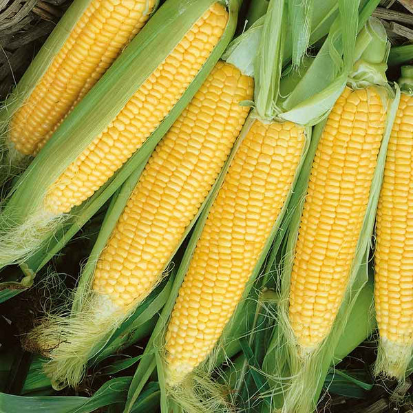 Golden Beauty Original Early Corn Seeds