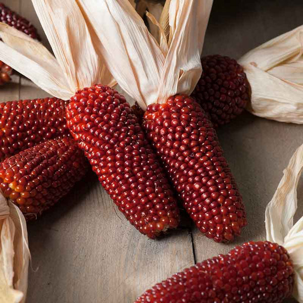 Organic Strawberry Popcorn Corn Seeds