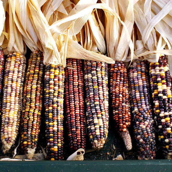 Rainbow Mix Corn Seeds